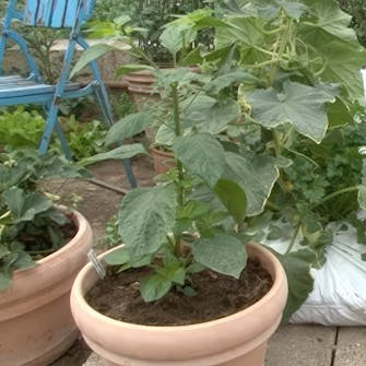 Kasvihuoneen kastelu Kasvihuoneen kastelu